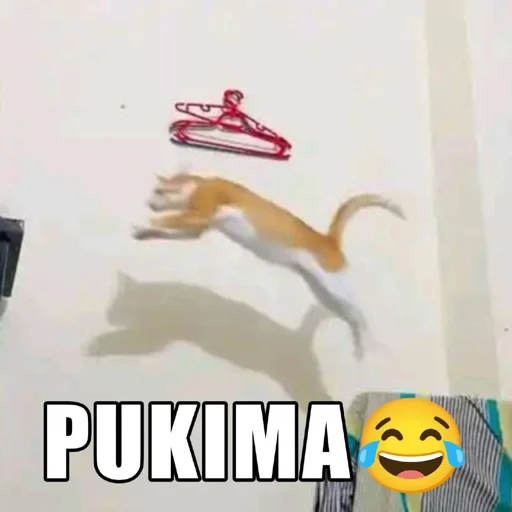 Kucing PUKIMA